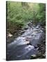 Tennessee, Great Smoky Mountains National Park, a Mountain Stream-Christopher Talbot Frank-Stretched Canvas