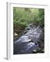 Tennessee, Great Smoky Mountains National Park, a Mountain Stream-Christopher Talbot Frank-Framed Premium Photographic Print