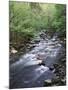 Tennessee, Great Smoky Mountains National Park, a Mountain Stream-Christopher Talbot Frank-Mounted Premium Photographic Print