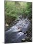 Tennessee, Great Smoky Mountains National Park, a Mountain Stream-Christopher Talbot Frank-Mounted Photographic Print