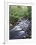 Tennessee, Great Smoky Mountains National Park, a Mountain Stream-Christopher Talbot Frank-Framed Photographic Print