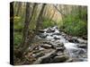 Tennessee, Great Smoky Mountains National Park, Alum Cave Creek-Jamie & Judy Wild-Stretched Canvas