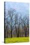 Tennessee, Great Smoky Mountains National Park, Cades Cove-Jamie & Judy Wild-Stretched Canvas