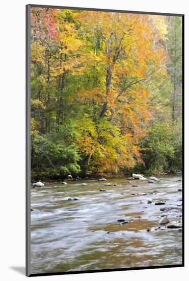 Tennessee, Great Smoky Mountains National Park, Little River-Jamie & Judy Wild-Mounted Photographic Print