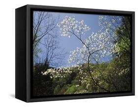 Tennessee, Great Smoky Mountains NP, Flowering Dogwood Trees (Cornus)-Christopher Talbot Frank-Framed Stretched Canvas