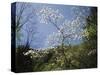 Tennessee, Great Smoky Mountains NP, Flowering Dogwood Trees (Cornus)-Christopher Talbot Frank-Stretched Canvas