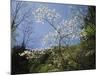 Tennessee, Great Smoky Mountains NP, Flowering Dogwood Trees (Cornus)-Christopher Talbot Frank-Mounted Photographic Print