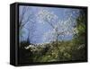 Tennessee, Great Smoky Mountains NP, Flowering Dogwood Trees (Cornus)-Christopher Talbot Frank-Framed Stretched Canvas