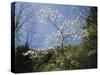 Tennessee, Great Smoky Mountains NP, Flowering Dogwood Trees (Cornus)-Christopher Talbot Frank-Stretched Canvas