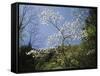 Tennessee, Great Smoky Mountains NP, Flowering Dogwood Trees (Cornus)-Christopher Talbot Frank-Framed Stretched Canvas