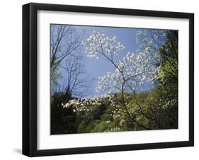 Tennessee, Great Smoky Mountains NP, Flowering Dogwood Trees (Cornus)-Christopher Talbot Frank-Framed Photographic Print