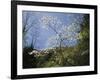 Tennessee, Great Smoky Mountains NP, Flowering Dogwood Trees (Cornus)-Christopher Talbot Frank-Framed Photographic Print