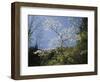 Tennessee, Great Smoky Mountains NP, Flowering Dogwood Trees (Cornus)-Christopher Talbot Frank-Framed Photographic Print