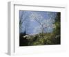 Tennessee, Great Smoky Mountains NP, Flowering Dogwood Trees (Cornus)-Christopher Talbot Frank-Framed Photographic Print