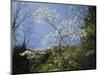 Tennessee, Great Smoky Mountains NP, Flowering Dogwood Trees (Cornus)-Christopher Talbot Frank-Mounted Photographic Print