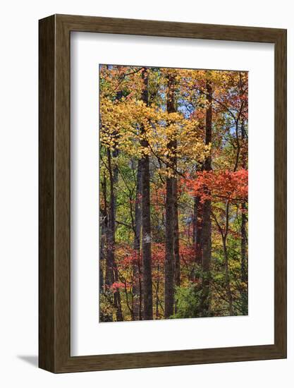 Tennessee, Great Smoky Mountains NP, Roaring Fork Motor Nature Trail-Jamie & Judy Wild-Framed Photographic Print