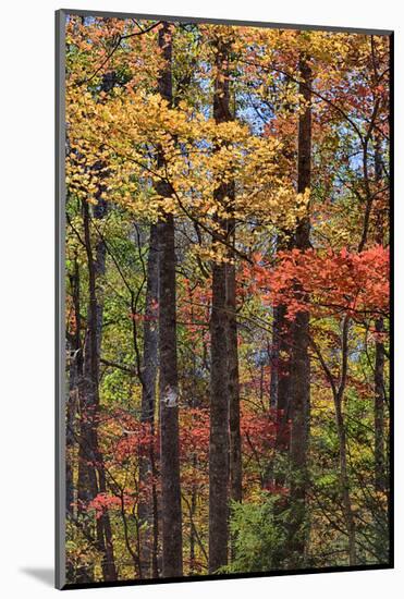 Tennessee, Great Smoky Mountains NP, Roaring Fork Motor Nature Trail-Jamie & Judy Wild-Mounted Photographic Print