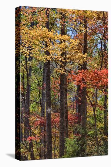 Tennessee, Great Smoky Mountains NP, Roaring Fork Motor Nature Trail-Jamie & Judy Wild-Stretched Canvas