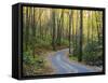 Tennessee, Great Smoky Mountains NP, Roaring Fork Motor Nature Trail-Jamie & Judy Wild-Framed Stretched Canvas