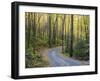 Tennessee, Great Smoky Mountains NP, Roaring Fork Motor Nature Trail-Jamie & Judy Wild-Framed Photographic Print