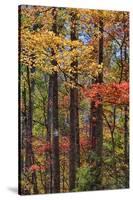 Tennessee, Great Smoky Mountains NP, Roaring Fork Motor Nature Trail-Jamie & Judy Wild-Stretched Canvas