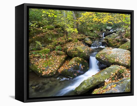 Tennessee, Great Smoky Mountains NP, Roaring Fork River-Jamie & Judy Wild-Framed Stretched Canvas