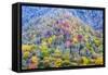 Tennessee, Great Smoky Mountains NP, View Along Newfound Gap Road-Jamie & Judy Wild-Framed Stretched Canvas