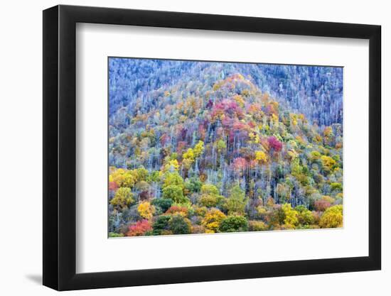 Tennessee, Great Smoky Mountains NP, View Along Newfound Gap Road-Jamie & Judy Wild-Framed Photographic Print