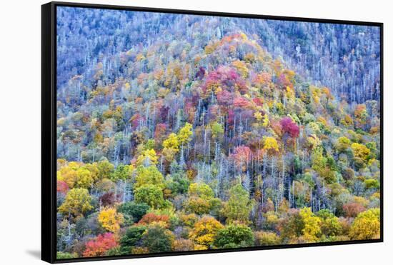 Tennessee, Great Smoky Mountains NP, View Along Newfound Gap Road-Jamie & Judy Wild-Framed Stretched Canvas