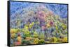 Tennessee, Great Smoky Mountains NP, View Along Newfound Gap Road-Jamie & Judy Wild-Framed Stretched Canvas