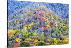 Tennessee, Great Smoky Mountains NP, View Along Newfound Gap Road-Jamie & Judy Wild-Stretched Canvas