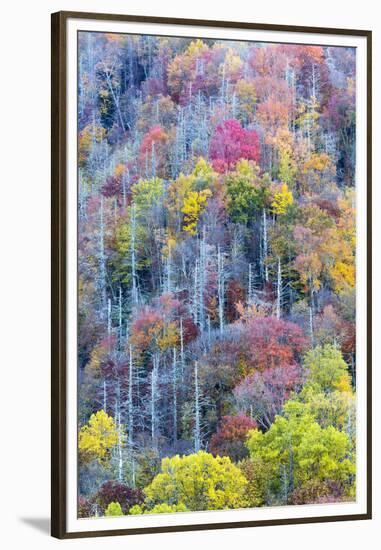 Tennessee, Great Smoky Mountains NP, View Along Newfound Gap Road-Jamie & Judy Wild-Framed Premium Photographic Print