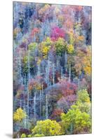 Tennessee, Great Smoky Mountains NP, View Along Newfound Gap Road-Jamie & Judy Wild-Mounted Premium Photographic Print