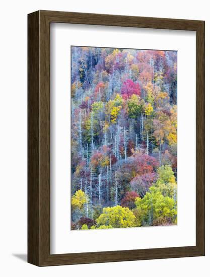 Tennessee, Great Smoky Mountains NP, View Along Newfound Gap Road-Jamie & Judy Wild-Framed Photographic Print