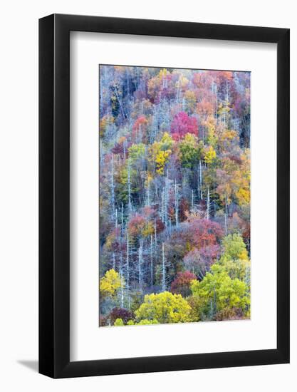 Tennessee, Great Smoky Mountains NP, View Along Newfound Gap Road-Jamie & Judy Wild-Framed Photographic Print