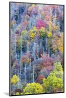Tennessee, Great Smoky Mountains NP, View Along Newfound Gap Road-Jamie & Judy Wild-Mounted Photographic Print