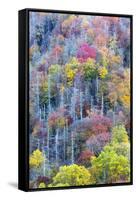 Tennessee, Great Smoky Mountains NP, View Along Newfound Gap Road-Jamie & Judy Wild-Framed Stretched Canvas
