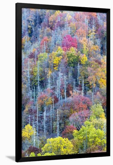 Tennessee, Great Smoky Mountains NP, View Along Newfound Gap Road-Jamie & Judy Wild-Framed Photographic Print