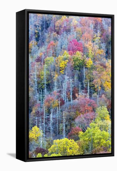 Tennessee, Great Smoky Mountains NP, View Along Newfound Gap Road-Jamie & Judy Wild-Framed Stretched Canvas