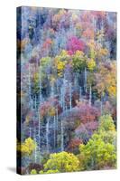 Tennessee, Great Smoky Mountains NP, View Along Newfound Gap Road-Jamie & Judy Wild-Stretched Canvas