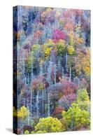 Tennessee, Great Smoky Mountains NP, View Along Newfound Gap Road-Jamie & Judy Wild-Stretched Canvas