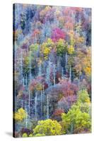 Tennessee, Great Smoky Mountains NP, View Along Newfound Gap Road-Jamie & Judy Wild-Stretched Canvas