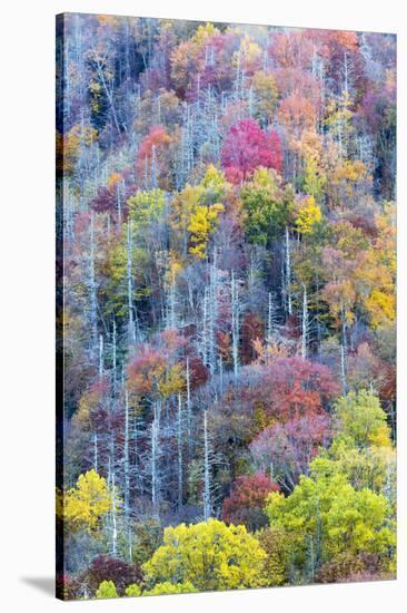 Tennessee, Great Smoky Mountains NP, View Along Newfound Gap Road-Jamie & Judy Wild-Stretched Canvas