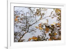 Tennessee, Great Smoky Mountains NP, West Prong Little River, Autumn-Jamie & Judy Wild-Framed Photographic Print