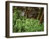 Tennessee, Great Smoky Mountains NP, Wildflowers Along a Stream-Christopher Talbot Frank-Framed Photographic Print