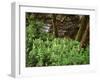 Tennessee, Great Smoky Mountains NP, Wildflowers Along a Stream-Christopher Talbot Frank-Framed Photographic Print