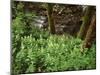 Tennessee, Great Smoky Mountains NP, Wildflowers Along a Stream-Christopher Talbot Frank-Mounted Photographic Print