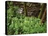 Tennessee, Great Smoky Mountains NP, Wildflowers Along a Stream-Christopher Talbot Frank-Stretched Canvas