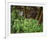 Tennessee, Great Smoky Mountains NP, Wildflowers Along a Stream-Christopher Talbot Frank-Framed Photographic Print