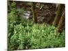 Tennessee, Great Smoky Mountains NP, Wildflowers Along a Stream-Christopher Talbot Frank-Mounted Photographic Print